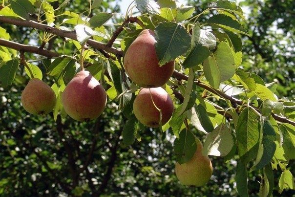 Осенняя обрезка плодовых деревьев: что нужно знать садоводу?