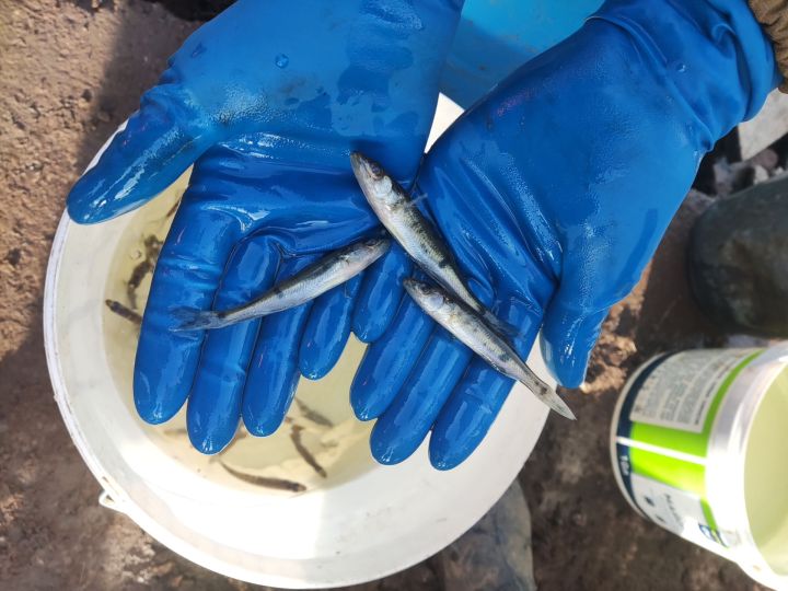 АО «Транснефть – Прикамье» выпустило более 80 тыс. мальков судака в реку Каму
