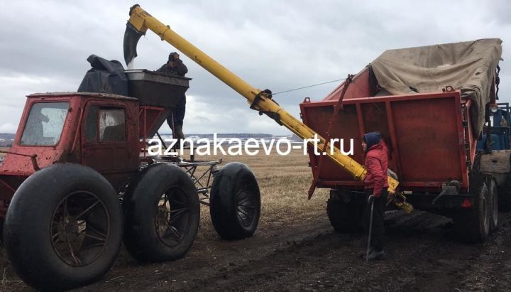 Работа на полях Азнакаево идет полным ходом