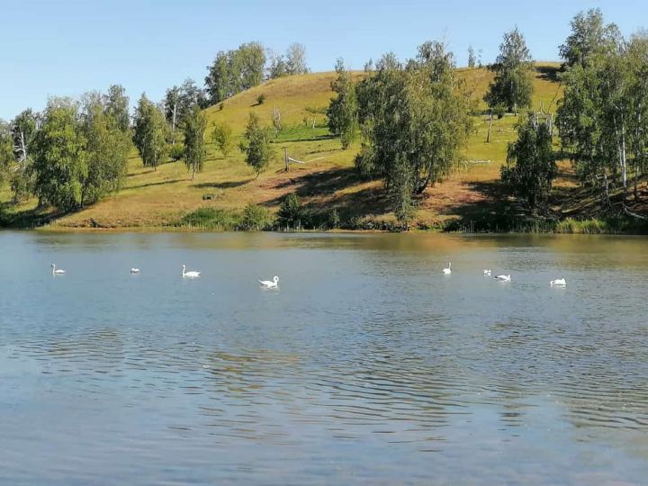 На озеро у села Агерзе прилетели лебеди