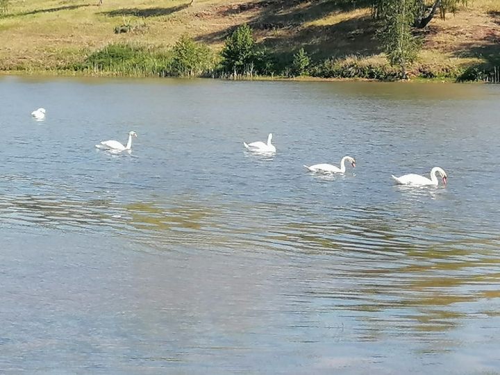 На озеро у села Агерзе прилетели лебеди