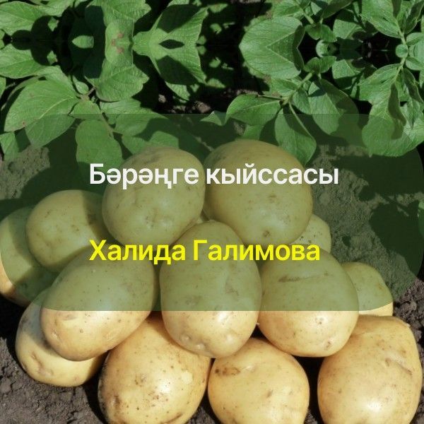 Бәрәңге кыйссасы. Халида Галимова