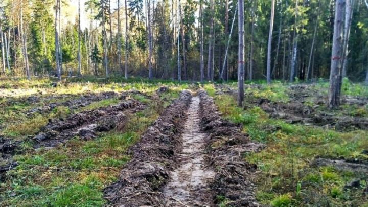 Татарстан: успехи лесовосстановления и новые проекты