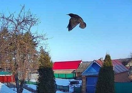Яз килде, сыерчыклар сайрый