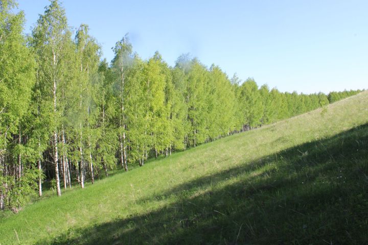 Татарстане открыли лесокультурный сезон