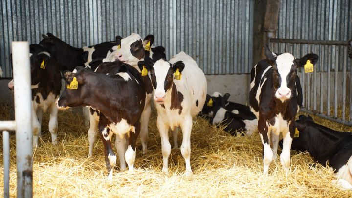 ИИ-ассистент «СауБозау» успешно прошёл тестирование по молочному скотоводству