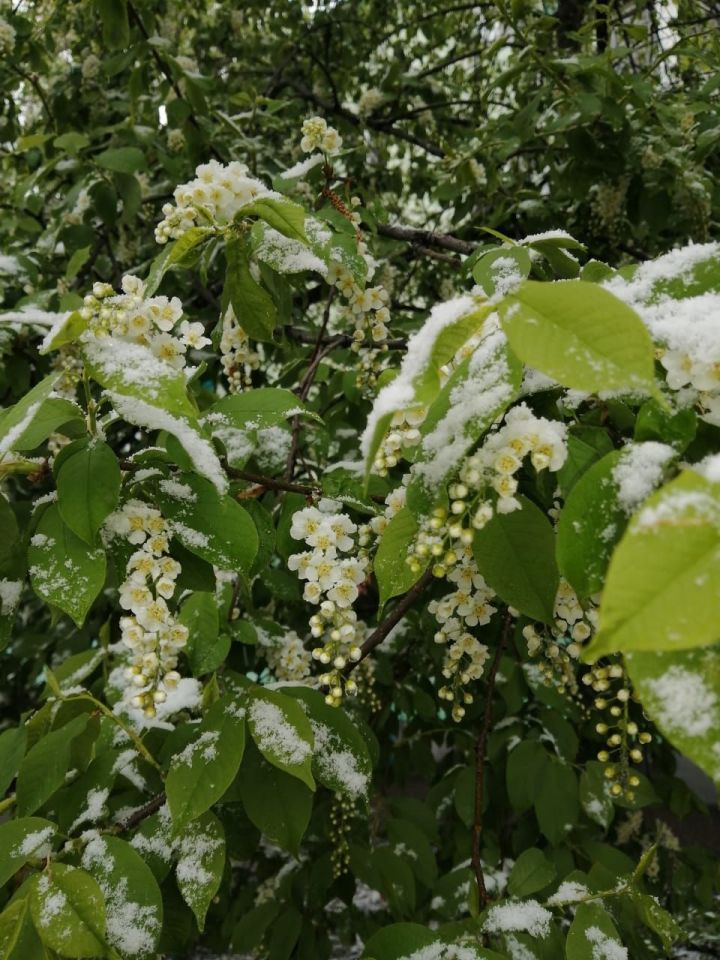 Вот такая она черёмуха - красавица и лекарь
