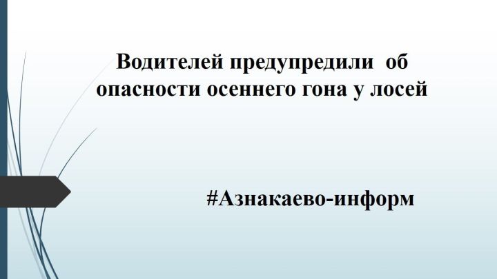 Водителей предупредили  об опасности осеннего гона у лосей