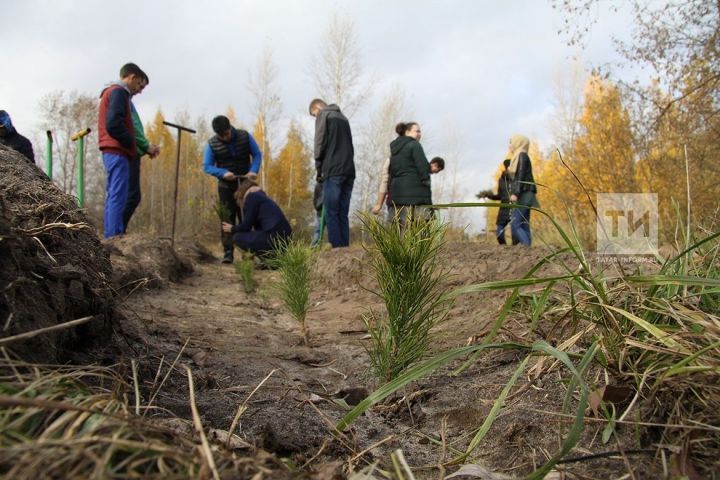 1,5 млн деревьев посадят в Татарстане в рамках «Недели леса-2019»